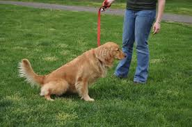 Lee más sobre el artículo Cistitis Canina – Síntomas y Tratamiento