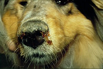 Lee más sobre el artículo El Moquillo Canino – Síntomas y Diagnóstico