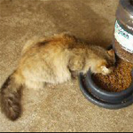 Lee más sobre el artículo Comportamiento alimenticio del gato