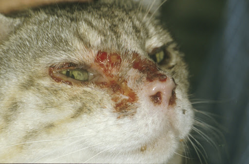 En este momento estás viendo Calicivirus Felino – Síntomas y Tratamientos