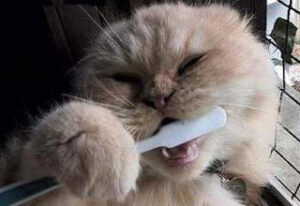 Enfermedades dentales de gatos