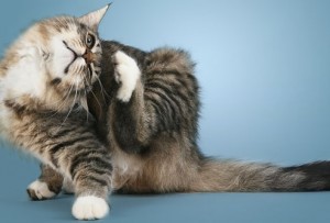 Lee más sobre el artículo Trastornos cutáneos en los gatos