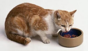 Lee más sobre el artículo Alimentación óptima del gato