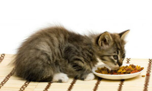 Lee más sobre el artículo La mejor alimentación para el gato cachorro