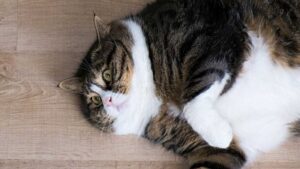 Lee más sobre el artículo Obesidad en los gatos