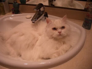 El baño del gato