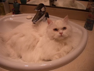 Lee más sobre el artículo El baño del gato