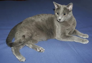 En este momento estás viendo Gato Azul Ruso – Principales Características