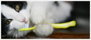 Higiene dental del gato