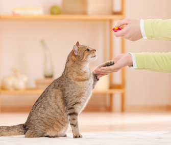 Lee más sobre el artículo ¿Cómo enseñar órdenes básicas al gato?