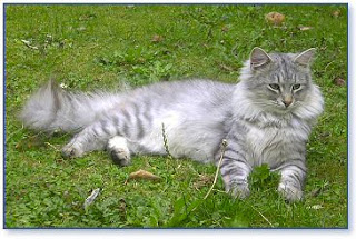 En este momento estás viendo Gato Siberiano – Principales Características
