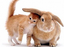 relación de conejos con otros animales
