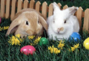 Lee más sobre el artículo Cuidados básicos del conejo