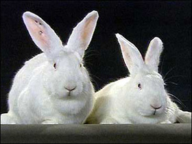 Lee más sobre el artículo Los primeros cuidados del conejo