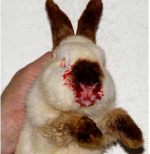 Lee más sobre el artículo Enfermedades comunes de los conejos