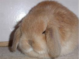 Lee más sobre el artículo Transtornos alimenticios de los conejos