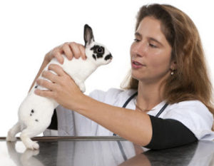 Lee más sobre el artículo Cómo detectar si nuestro conejo es sano