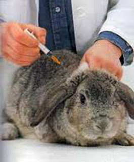 En este momento estás viendo Vacunación de los conejos domésticos