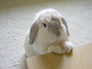 Lee más sobre el artículo Consejos para entrenar a un conejo
