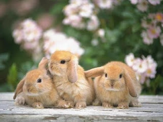 En este momento estás viendo Reproducción de los conejos domésticos