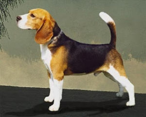 La raza Beagle