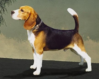 En este momento estás viendo El Beagle – Principales Características
