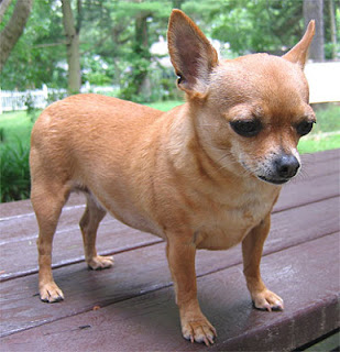 En este momento estás viendo El Chihuahua – Principales Características