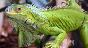 Distinguir sexo de iguanas