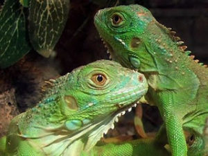 Lee más sobre el artículo ¿Como ganarse la confianza de las iguanas?
