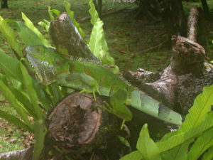 Lee más sobre el artículo ¿Cómo Prevenir las Enfermedades en las Iguanas?