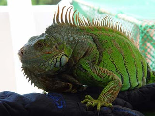 Lee más sobre el artículo Guía para el cuidado de la iguana