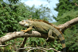 Lee más sobre el artículo Las iguanas como mascotas