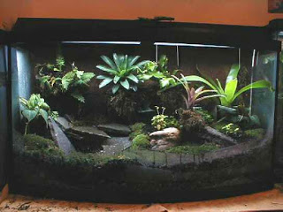 Lee más sobre el artículo Fabricación del Terrario de la Iguana