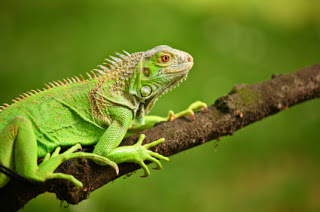 Lee más sobre el artículo Desajustes nutricionales de la iguana