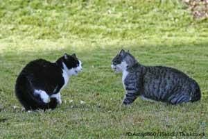 Lee más sobre el artículo 4 maneras de neutralizar gatos agresivos