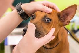 En este momento estás viendo Signos oculares que indican posibles enfermedades en mascotas