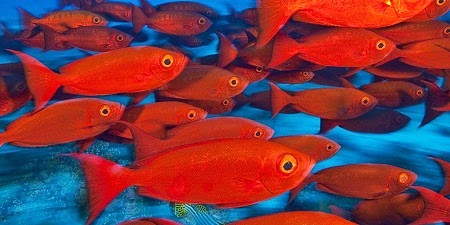 Lee más sobre el artículo Padecimientos más comunes de los peces rojos