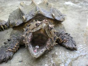 tortuga caimán mordiendo