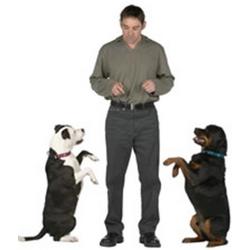 Lee más sobre el artículo 5 errores de entrenamiento que probablemente estemos haciendo con el perro