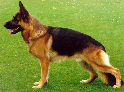 Lee más sobre el artículo Método Arcón para entrenar perros salvavidas