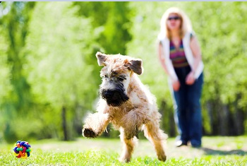 Lee más sobre el artículo ¿Cuánto ejercicio necesita un perro todos los días?
